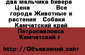 два мальчика бивера › Цена ­ 19 000 - Все города Животные и растения » Собаки   . Камчатский край,Петропавловск-Камчатский г.